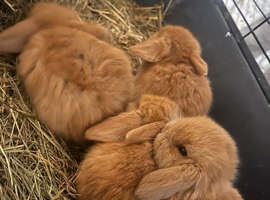 X5 baby brown lops