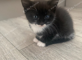 3 british short hair kittens