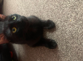 female 9 month old