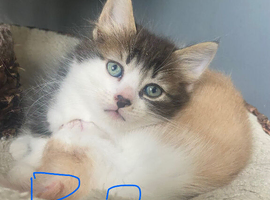 7 fluffy kittens looking for their furever homes!