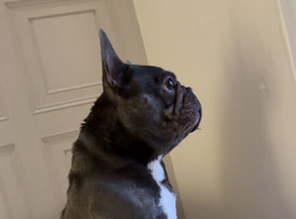 Male Frenchie