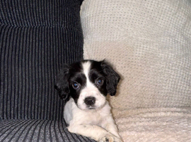 Sprocker pups