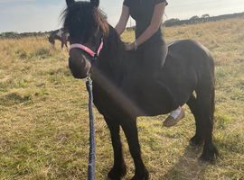 Lovely little fell pony type mare