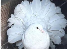 Fantail doves permanently erected tails