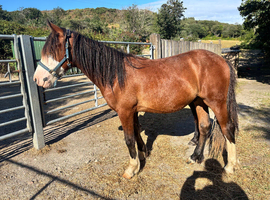 Welsh cob for sale
