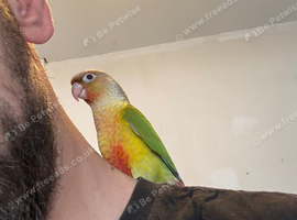 Hand Reared Silly Tame Baby Pineapple Conure