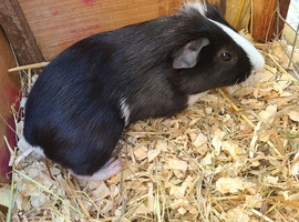 Guinea Pigs