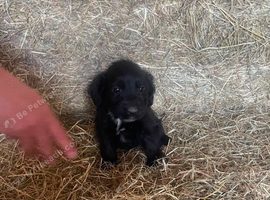 Beautiful cocker x patterdale terrier pup