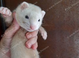 Ferrets for sale