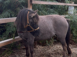 Beautiful blue dun mare