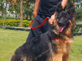 Two German Shepherds