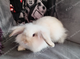 Mini lion lop doe 9wks