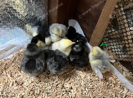 Chicks pekin bantam