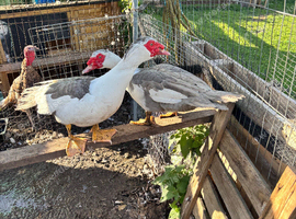 Trio of Muscovy ducks