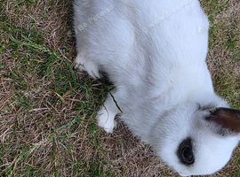 Male Netherland Dwarf 5 months old Male