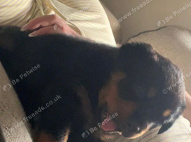 Stunning rotti pup mollie