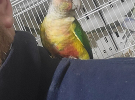 Hand reared conures