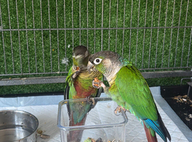 Conures