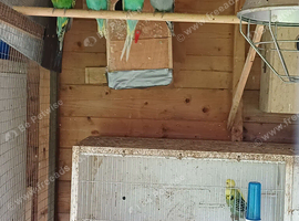 Budgies for sale 7 males