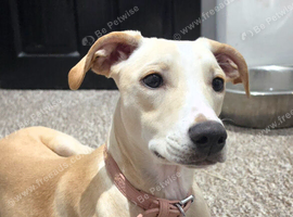 Rehoming Greyhound X Staffy