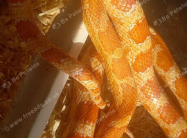Corn snake with terrarium