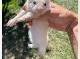 Black eyed white ferret kits