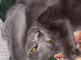 Russian blue kitten