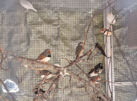 This years baby zebras finches