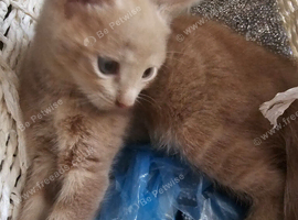 2 beautiful kittens left