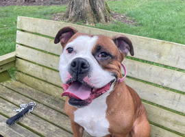 American bully - female - 6yr old