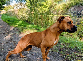 Staffy X English Mastiff