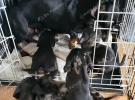 Dachshund puppy for sale