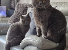 With regret, rehoming my senior cat