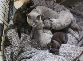 3 BSH Kittens