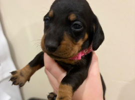 Dachshund puppies