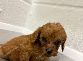 Cavapoo