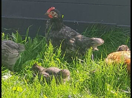Male chicken