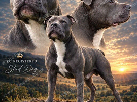 KC registered blue staffy available for stud