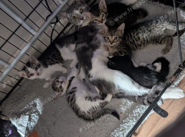 Two Litters!