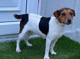 Jack Russell female