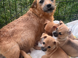 Border terrier X Jack Russell Puppies