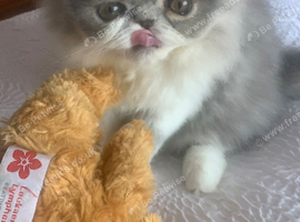 Ready Now*GCCF Reg. Persian Kitten
