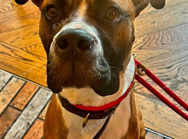 Hugo is searching for his forever home