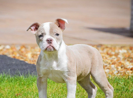 Both vaccines ready now! Olde English bulldogs olde tyme bulldogs