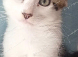 Polydactyl kitten