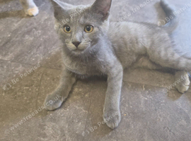 Male kitten