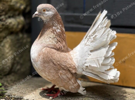 Pigeons for sale &pound;60 for 3