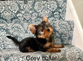 Beautiful yorkshire terrier puppies