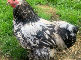 Pekin cockerel - Great Barr B'ham