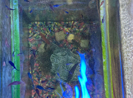 Swordtails guppies